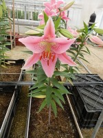 [4375 Pink Robe GA No01.JPG]